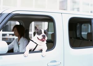 町田市で注目のMini専門店徹底ガイド2025年版?選び方とおすすめショップ紹介